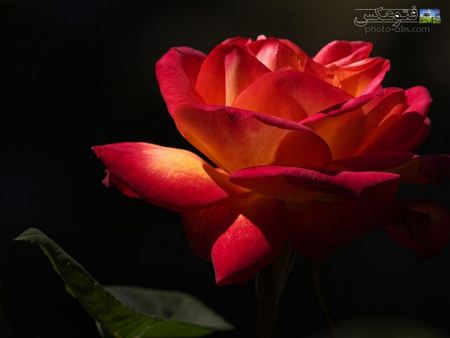 زیباترین عکس گل رز دنیا best rose flower picture